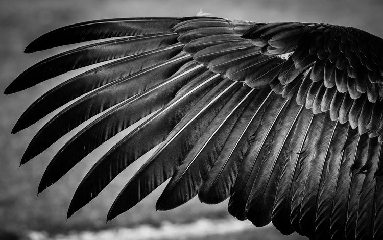 чёрно-белое, птица, перья, крыло, black and white, bird, feathers, wing