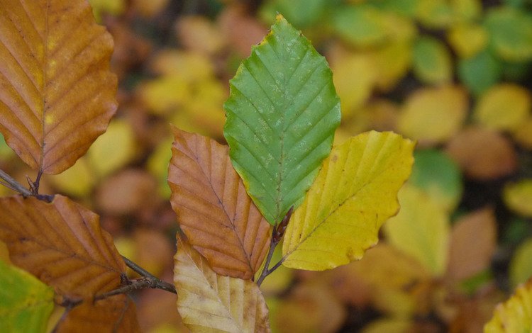 листья, макро, осень, вяз, leaves, macro, autumn, elm