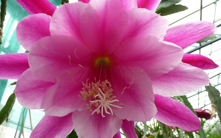 цветы, лепестки, розовый, кактус, flowers, petals, pink, cactus