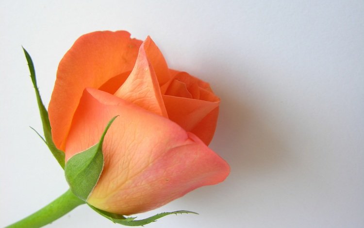 цветок, роза, лепестки, бутон, белый фон, крупным планом, flower, rose, petals, bud, white background, closeup