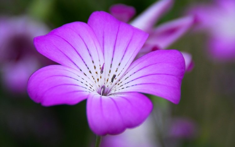 цветок, лепестки, крупным планом, агростемма, flower, petals, closeup, agrostemma