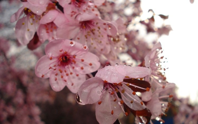 цветение, весна, вишня, капли воды, flowering, spring, cherry, water drops