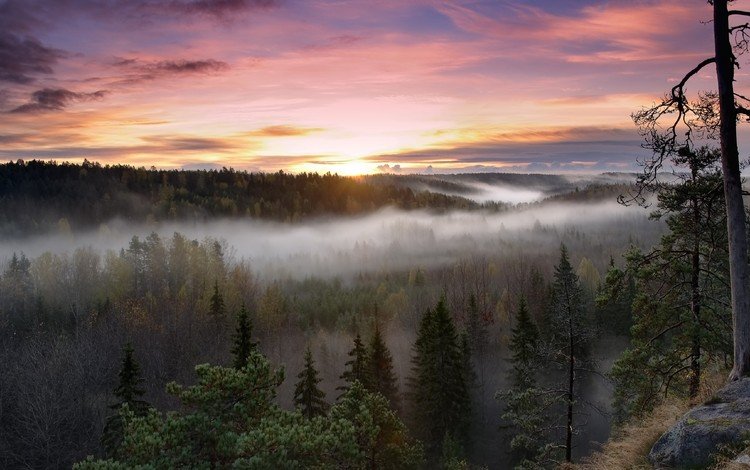 деревья, восход, лес, пейзаж, утро, туман, национальный парк, финляндия, trees, sunrise, forest, landscape, morning, fog, national park, finland