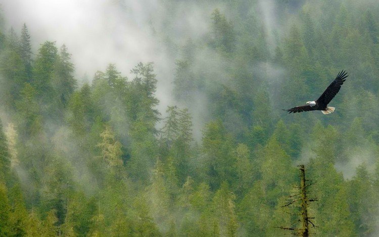 деревья, лес, полет, туман, крылья, птица, белоголовый орлан, trees, forest, flight, fog, wings, bird, bald eagle