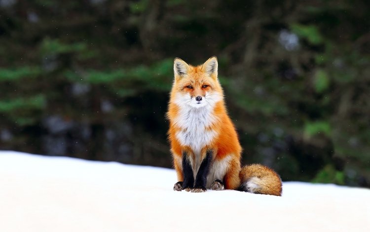 снег, мордочка, взгляд, лиса, хищник, лисица, хвост, snow, muzzle, look, fox, predator, tail