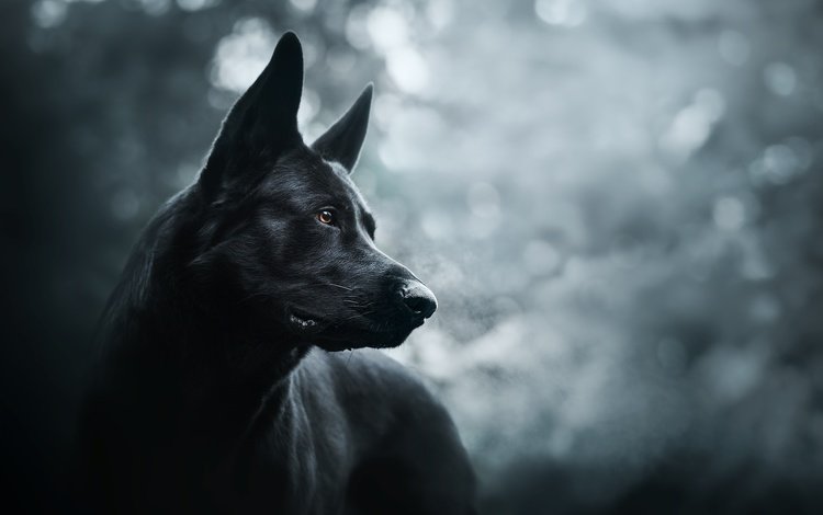 морда, собака, черная, немецкая овчарка, красивая, face, dog, black, german shepherd, beautiful