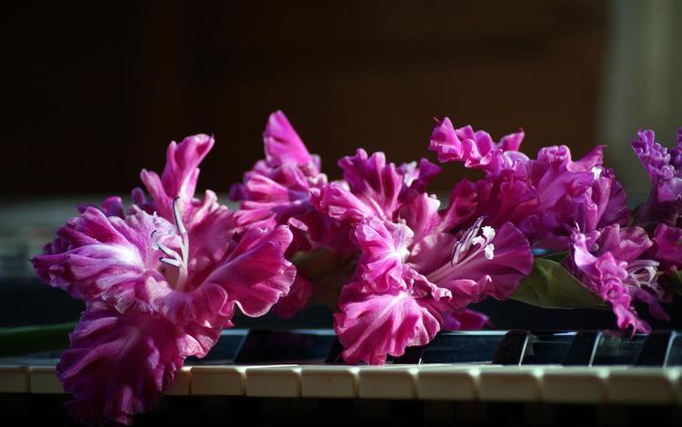 цветы, розовый, пианино, клавиши, гладиолус, flowers, pink, piano, keys, gladiolus