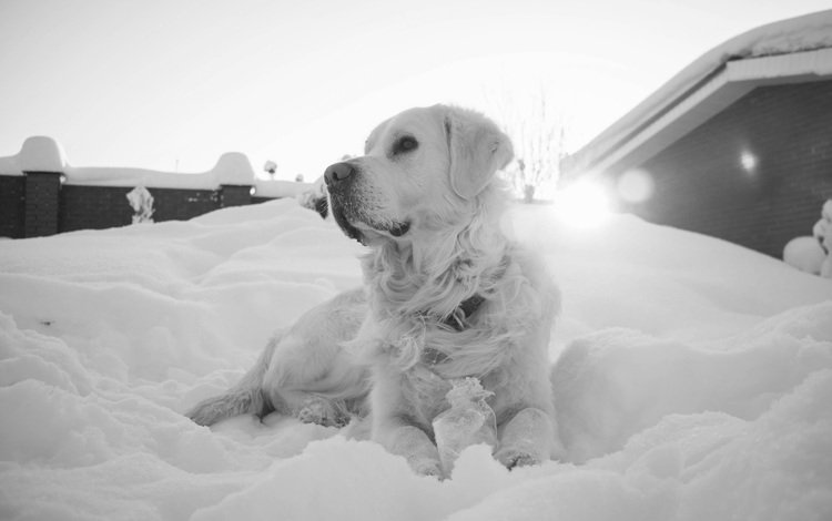 снег, мордочка, взгляд, чёрно-белое, собака, золотистый ретривер, snow, muzzle, look, black and white, dog, golden retriever