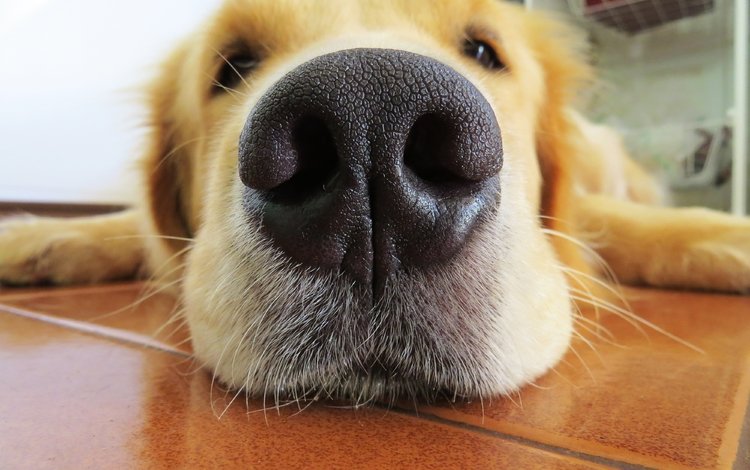 морда, собака, нос, крупный план, милый, золотистый ретривер, face, dog, nose, close-up, cute, golden retriever