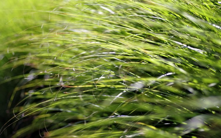 трава, природа, макро, крупным планом, grass, nature, macro, closeup