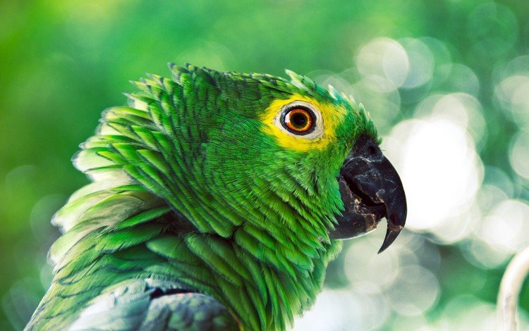 профиль, птица, клюв, перья, попугай, profile, bird, beak, feathers, parrot