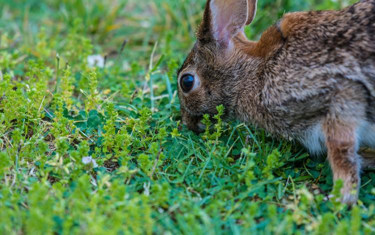 глаза, трава, растения, кролик, заяц, eyes, grass, plants, rabbit, hare