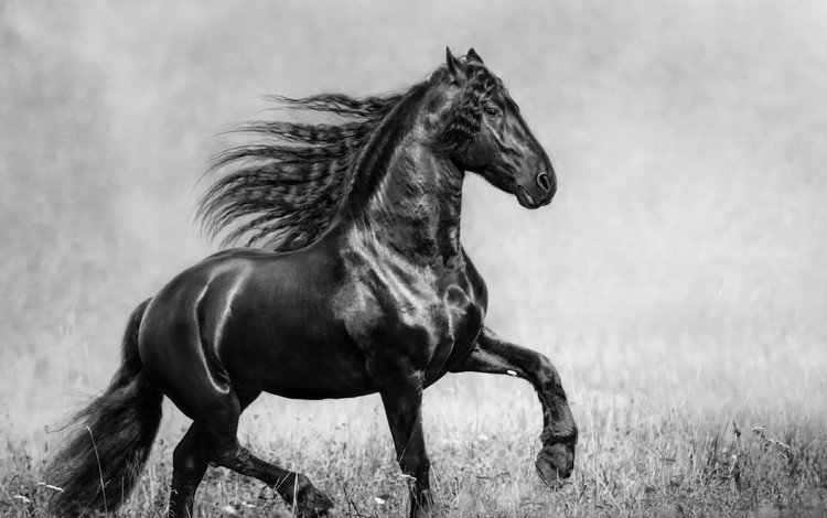 лошадь, трава, чёрно-белое, конь, грива, фризская лошадь, чистокровная, horse, grass, black and white, mane, friesian horse