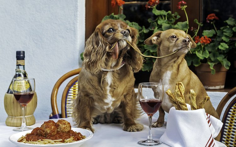 взгляд, вино, собаки, ужин, спаниель, паста, мордочк, look, wine, dogs, dinner, spaniel, pasta, murdock