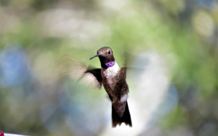 полет, крылья, размытость, клюв, перья, колибри, flight, wings, blur, beak, feathers, hummingbird