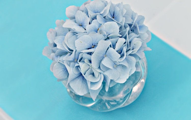 цветы, букет, голубые цветы, гортензия, вазочка, flowers, bouquet, blue flowers, hydrangea, vase