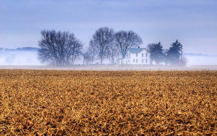 небо, деревья, туман, поле, ферма, канзас, the sky, trees, fog, field, farm, kansas