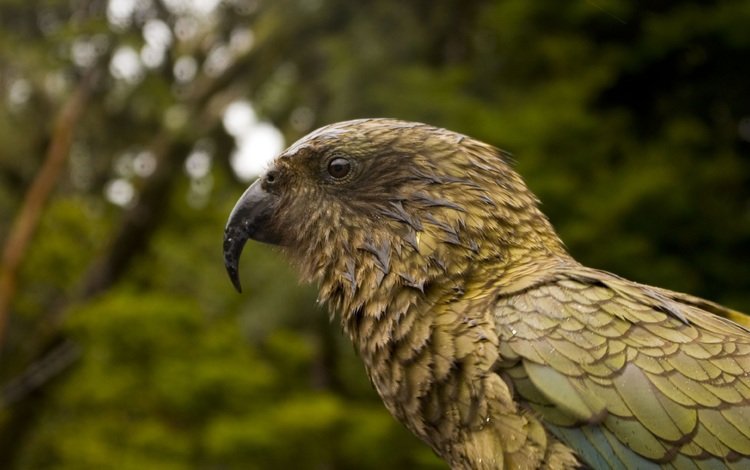 птица, клюв, перья, попугай, kea parrot, bird, beak, feathers, parrot