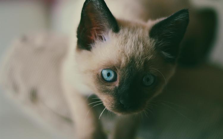 мордочка, усы, кошка, взгляд, котенок, голубые глаза, сиамский, muzzle, mustache, cat, look, kitty, blue eyes, siamese