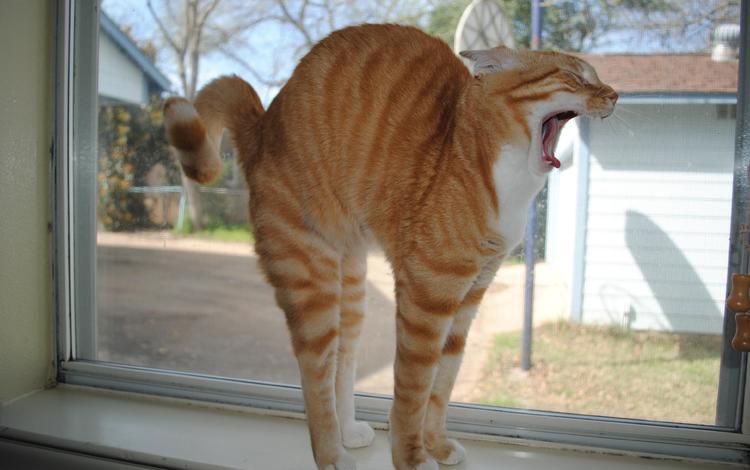 кот, мордочка, кошка, окно, рыжий, cat, muzzle, window, red