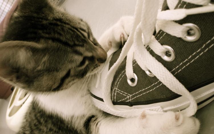 кот, мордочка, кошка, взгляд, котенок, кеды, шнурки, cat, muzzle, look, kitty, sneakers, laces