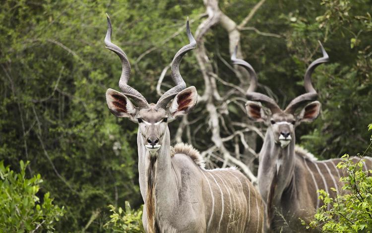природа, рога, антилопа, большой куду, куду, nature, horns, antelope, big kudu