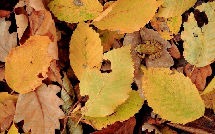 природа, листья, осень, лягушка, желтые листья, nature, leaves, autumn, frog, yellow leaves