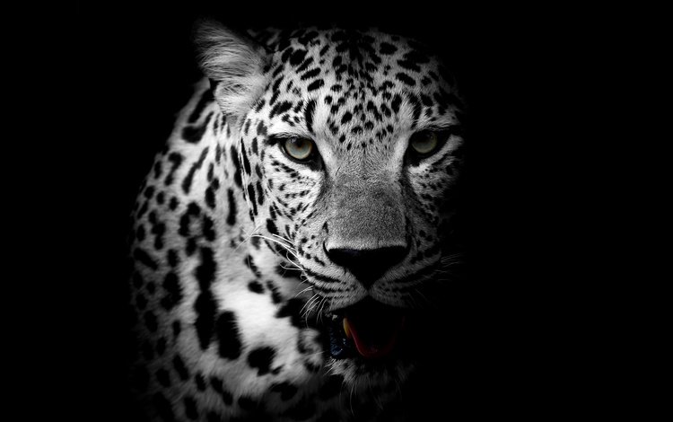 морда, взгляд, чёрно-белое, леопард, хищник, дикая кошка, face, look, black and white, leopard, predator, wild cat