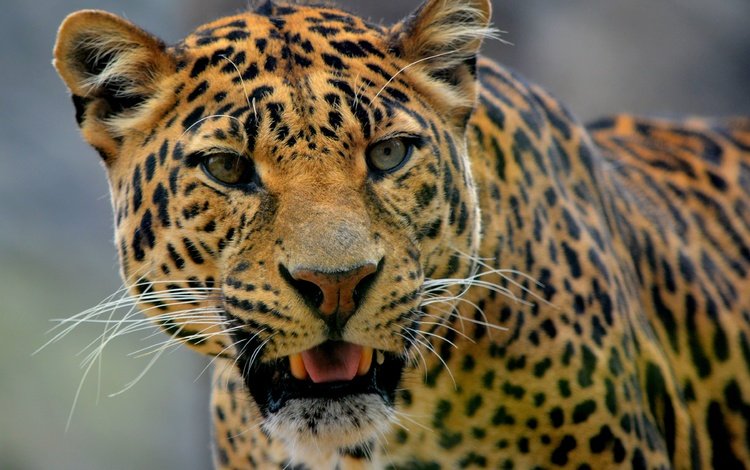 морда, усы, взгляд, леопард, хищник, дикая кошка, face, mustache, look, leopard, predator, wild cat
