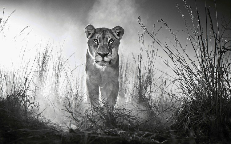 морда, трава, взгляд, чёрно-белое, хищник, лев, львица, дикая кошка, face, grass, look, black and white, predator, leo, lioness, wild cat