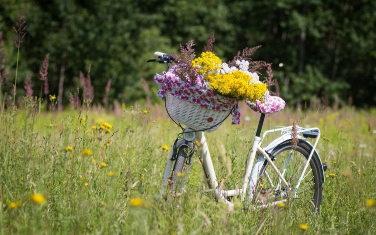цветы, растения, луг, корзина, полевые цветы, велосипед, flowers, plants, meadow, basket, wildflowers, bike