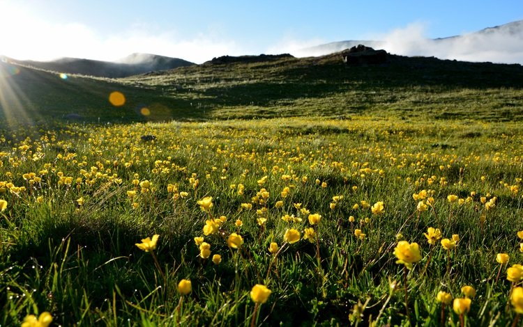 небо, трава, холмы, пейзаж, лето, луг, желтые цветы, the sky, grass, hills, landscape, summer, meadow, yellow flowers