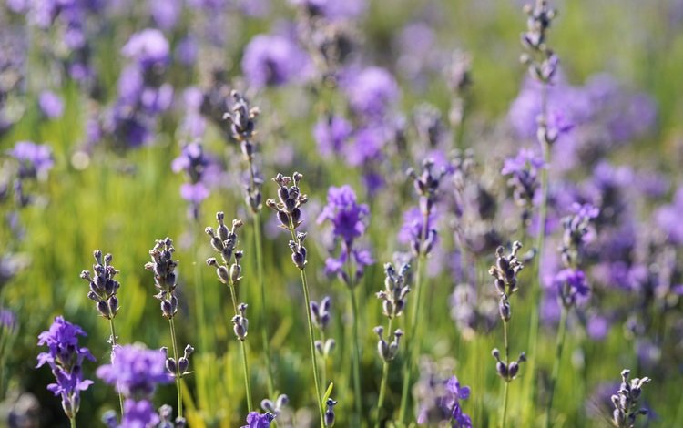цветы, растения, лаванда, луг, flowers, plants, lavender, meadow