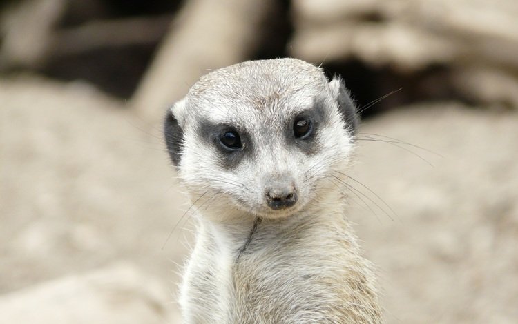 глаза, мордочка, взгляд, сурикат, eyes, muzzle, look, meerkat