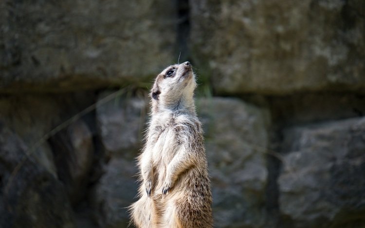 мордочка, взгляд, сурикат, muzzle, look, meerkat