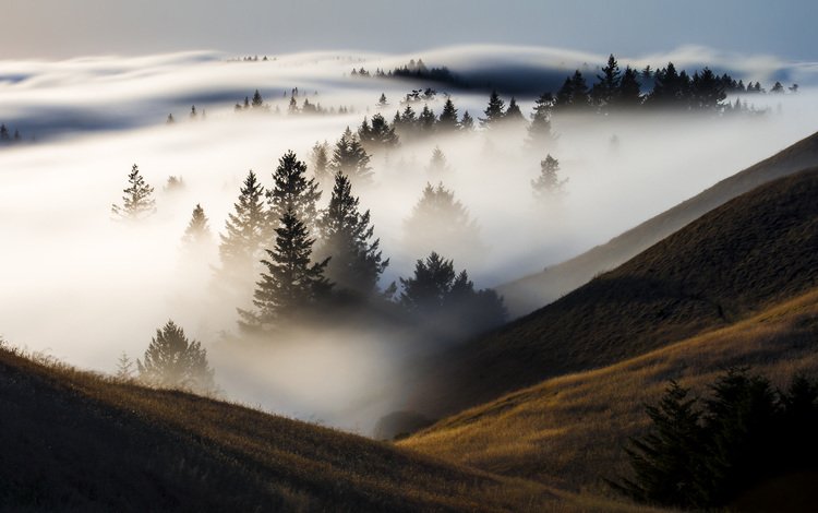 деревья, холмы, природа, лес, пейзаж, утро, туман, trees, hills, nature, forest, landscape, morning, fog