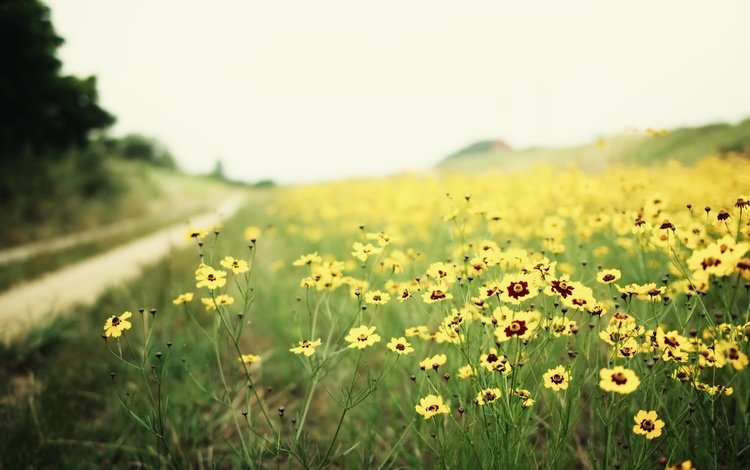 дорога, цветы, природа, пейзаж, поле, размытость, желтые, полевые цветы, road, flowers, nature, landscape, field, blur, yellow, wildflowers