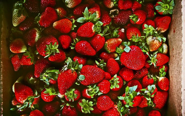 клубника, ягоды, много, strawberry, berries, a lot