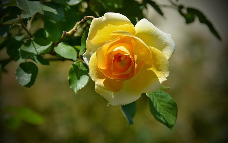 листья, цветок, роза, лепестки, боке, желтая роза, leaves, flower, rose, petals, bokeh, yellow rose