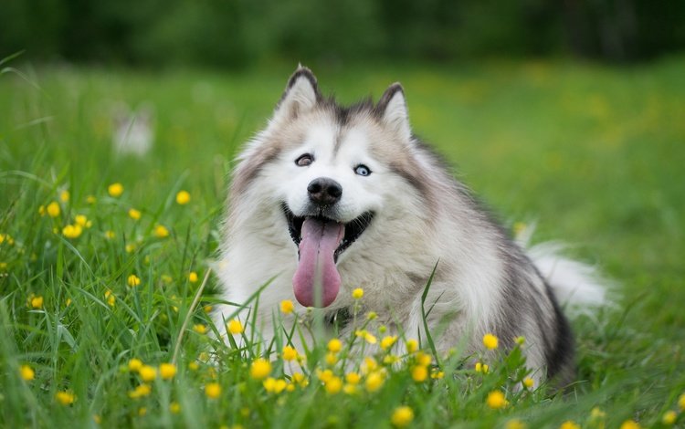 цветы, трава, мордочка, взгляд, собака, хаски, язык, flowers, grass, muzzle, look, dog, husky, language