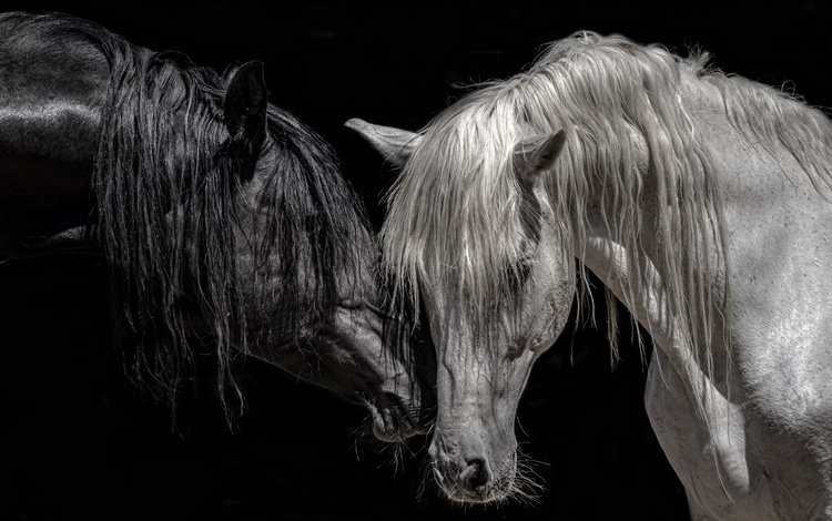 чёрно-белое, лошади, кони, грива, породистые, чистокровные, black and white, horse, horses, mane, pedigree, thoroughbred