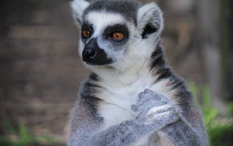 морда, взгляд, лемур, мадагаскар, примат, кошачий лемур, катта, face, look, lemur, madagascar, the primacy of, a ring-tailed lemur, katta