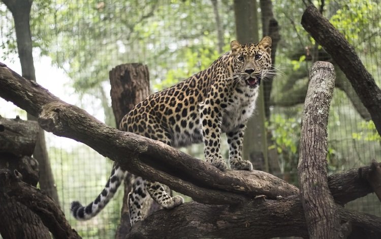леопард, хищник, животное, зоопарк, дикая кошка, leopard, predator, animal, zoo, wild cat