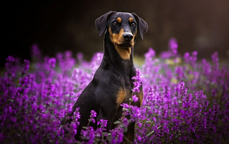 цветы, мордочка, взгляд, собака, пинчер, flowers, muzzle, look, dog, pinscher