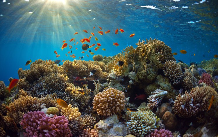 лучи, море, рыбки, рыбы, кораллы, подводный мир, rays, sea, fish, corals, underwater world