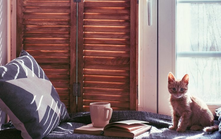 кот, сидя, мордочка, усы, кошка, взгляд, котенок, окно, книга, милый, cute, cat, sitting, muzzle, mustache, look, kitty, window, book