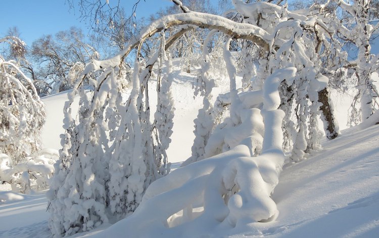 снег, природа, лес, зима, ветки, сугробы, snow, nature, forest, winter, branches, the snow