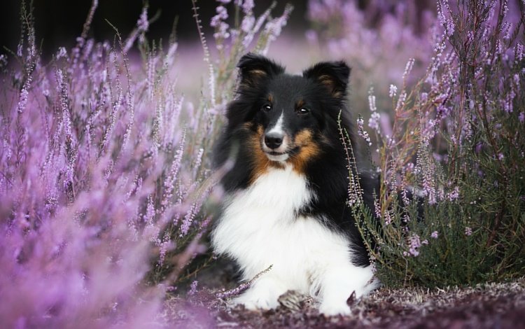 цветы, собака, боке, вереск, шелти, aleksandra kielreuter, шетландская овчарка, flowers, dog, bokeh, heather, sheltie, shetland sheepdog