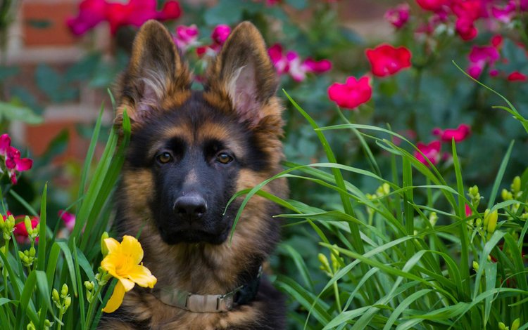 морда, цветы, взгляд, собака, щенок, немецкая овчарка, face, flowers, look, dog, puppy, german shepherd