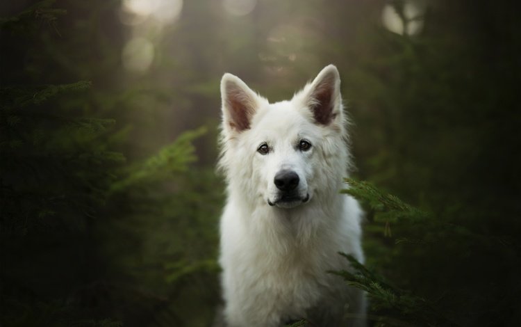 мордочка, взгляд, собака, белая швейцарская овчарка, muzzle, look, dog, the white swiss shepherd dog